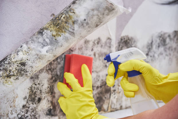 Mold Removal for HVAC Installations in Riva, MD